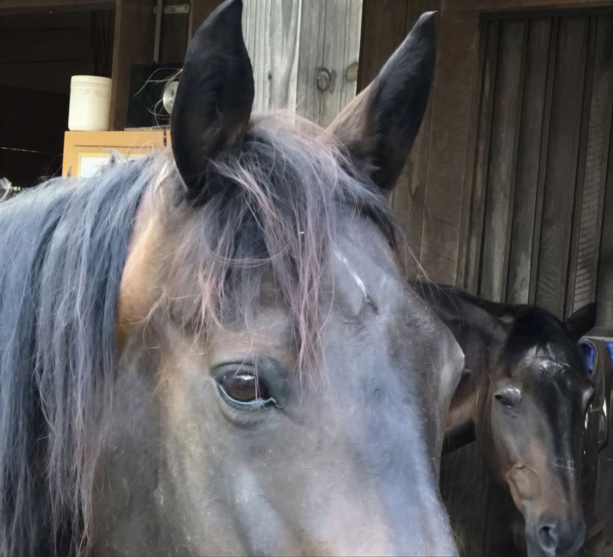 Horse Harmony: A 3 day Women’s Balance and Well-Being Retreat