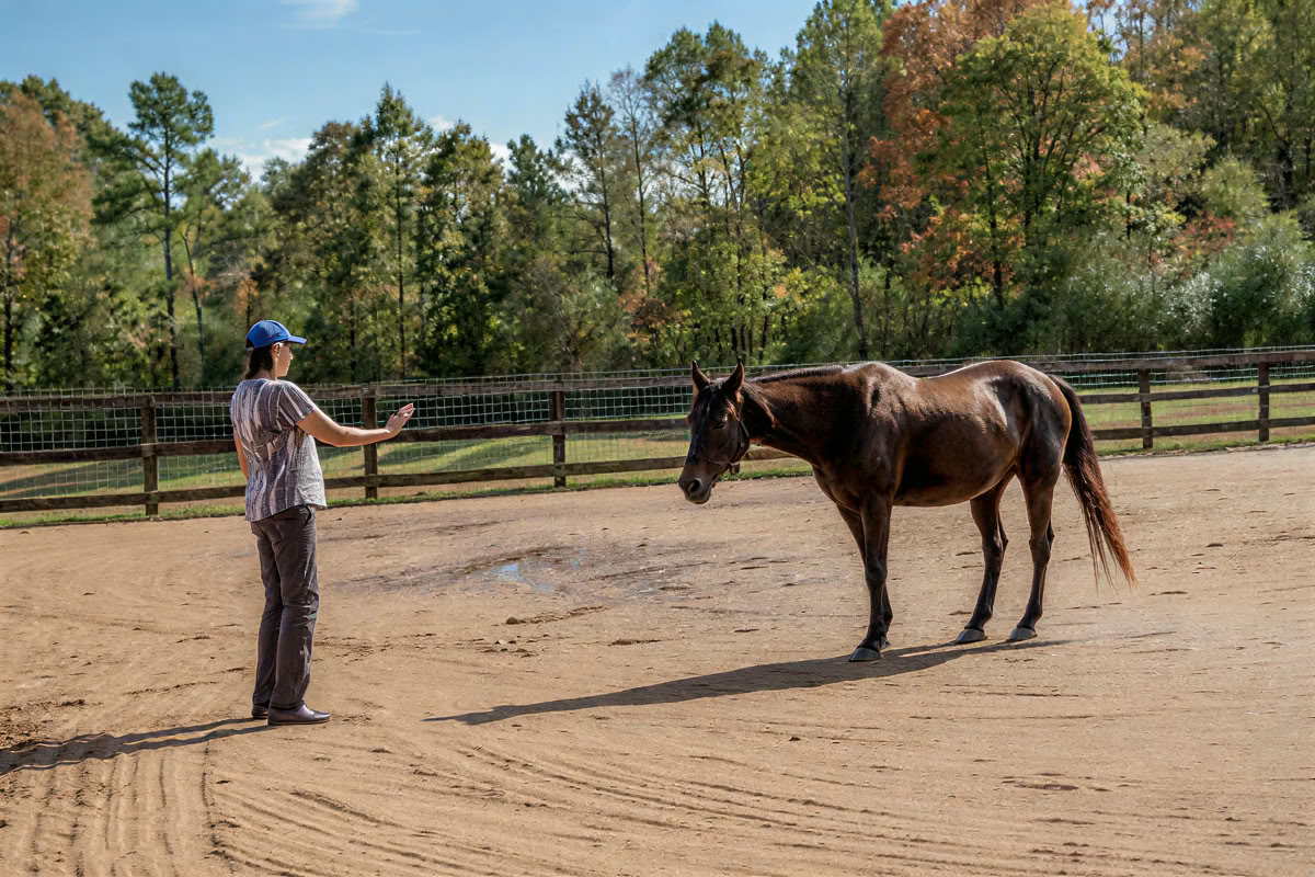 Horse Harmony: A 3 day Women’s Balance and Well-Being Retreat