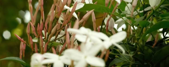 9 Day Ayahuasca Retreat