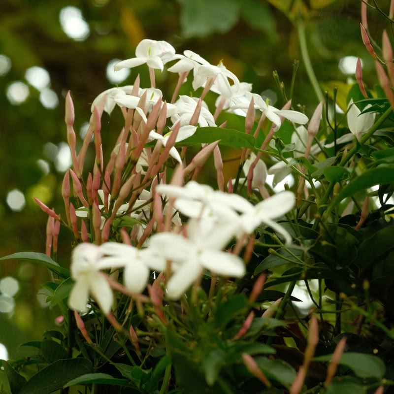 9-Day Ayahuasca Retreat