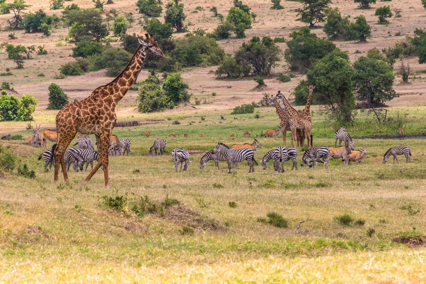 Sophie Jaffe's Family Safari in Kenya