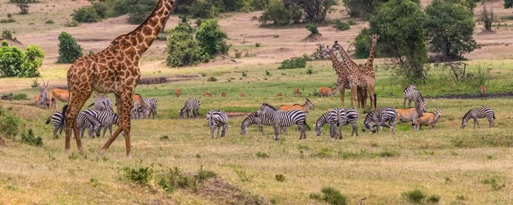 Sophie Jaffe's Family Safari in Kenya