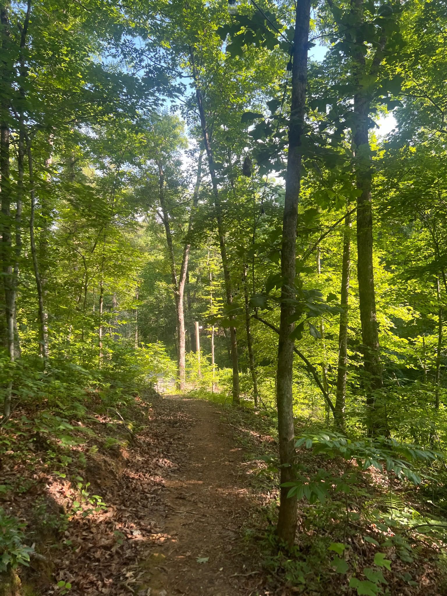 Making Meditation Habitual: A Yoga + Meditation Retreat