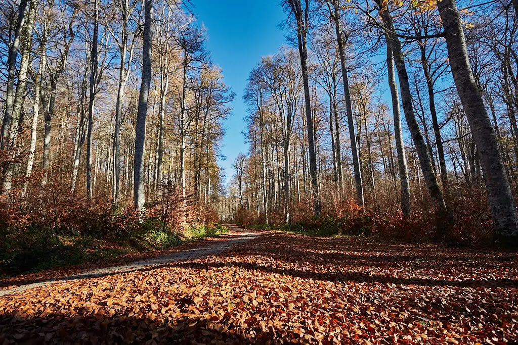 Meditation & Yoga Retreat: The Cozy November Escape