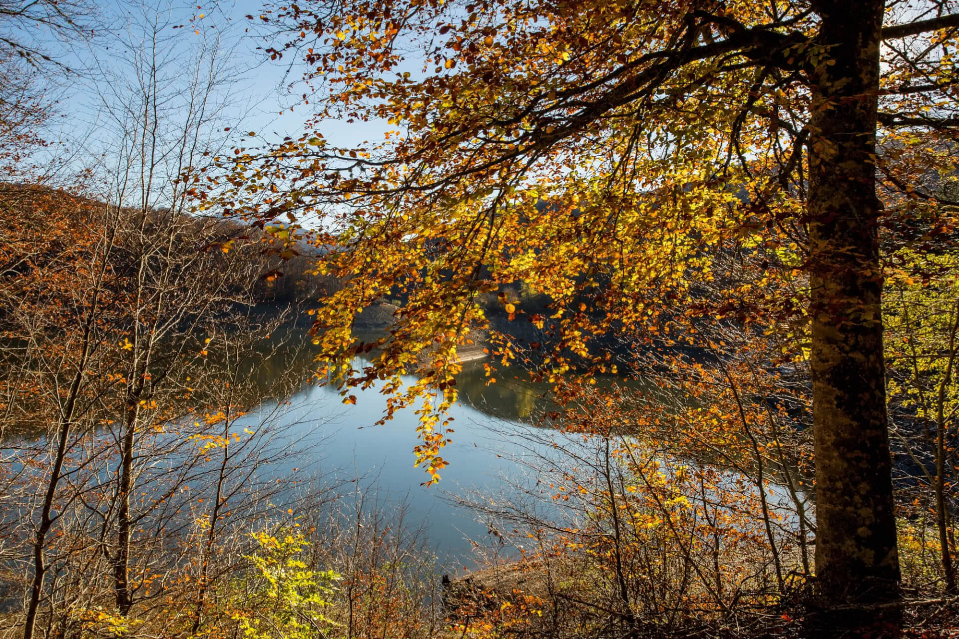 Forest Bathing (Shinrin Yoku) & Yoga Retreat