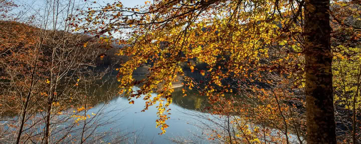Forest Bathing (Shinrin Yoku) & Yoga Retreat