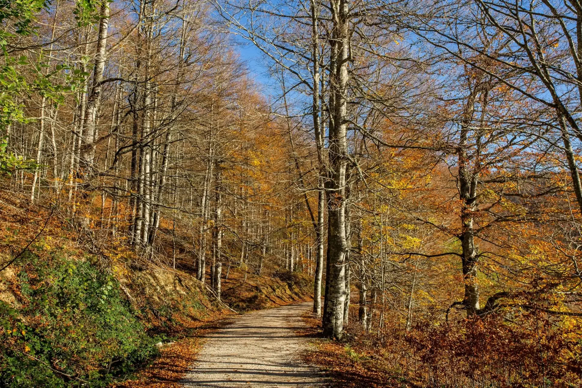 October Yoga Retreat: The Golden Forest Experience