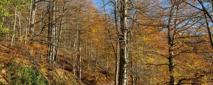 October Yoga Retreat: The Golden Forest Experience