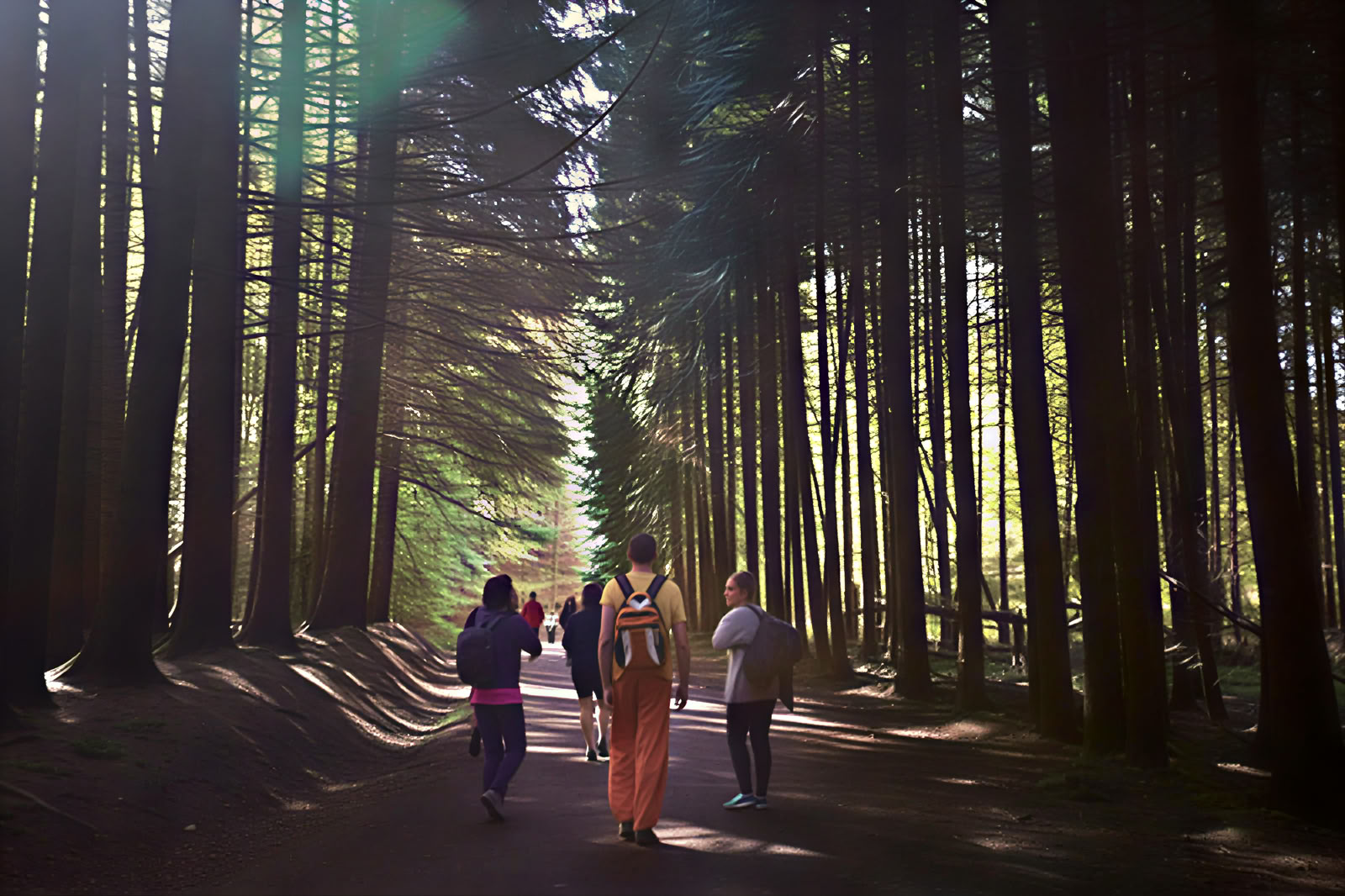 Yoga & Nature Retreat: The Golden Forest Immersion