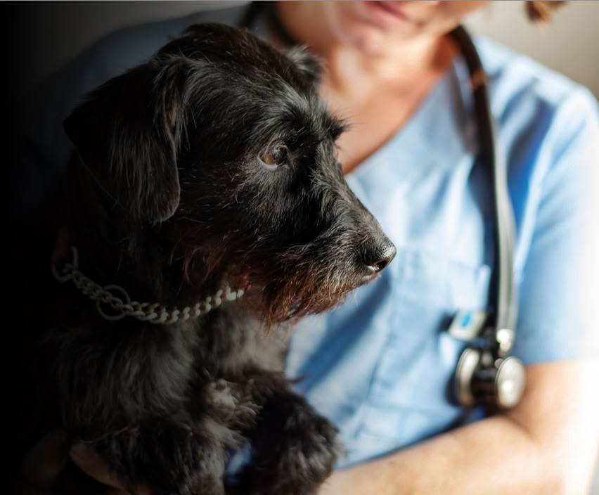 Rising Tides Veterinary Wellness & Leadership Retreat