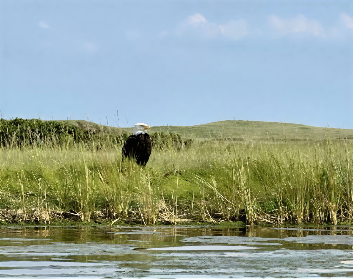 Rising Tides Veterinary Wellness & Leadership Retreat