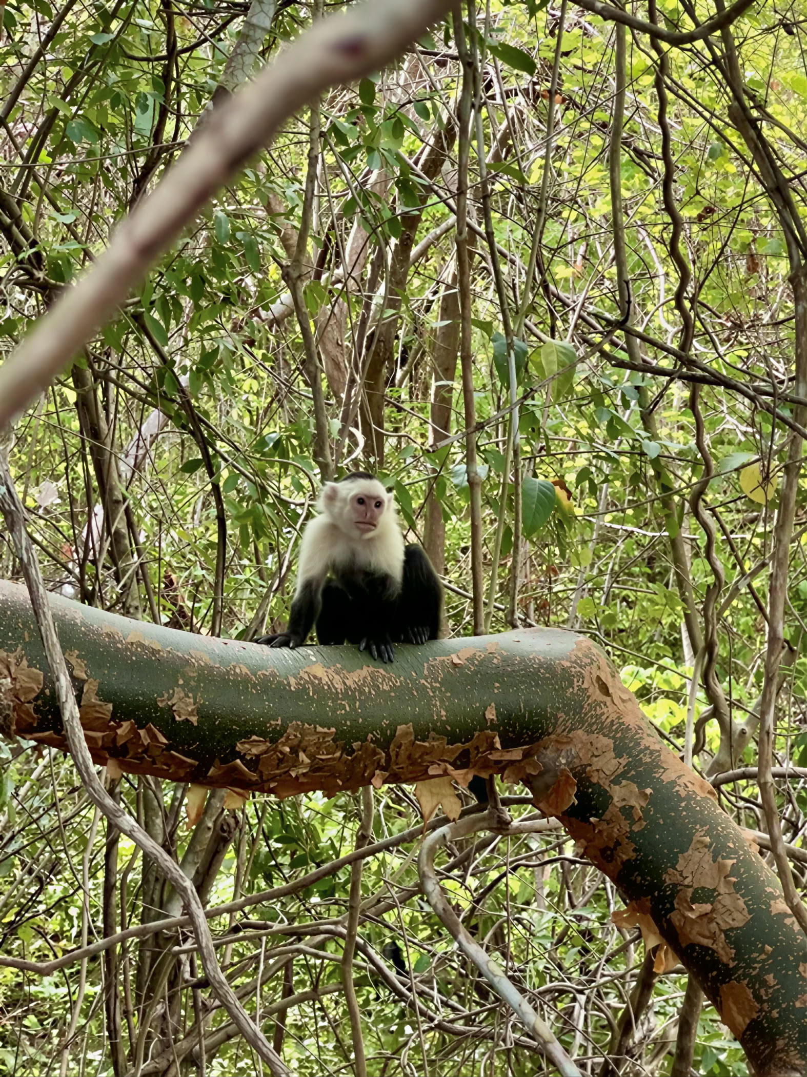 Nature Space Adventure Retreat - Costa Rica