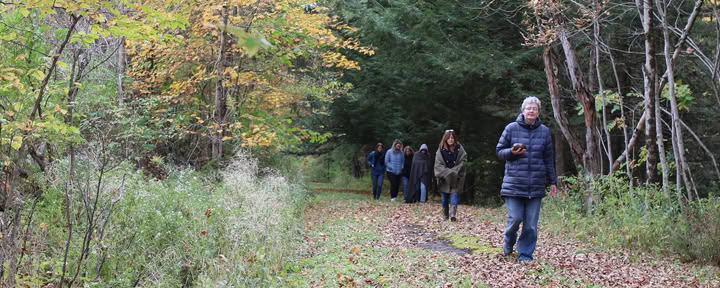Forest Bathing