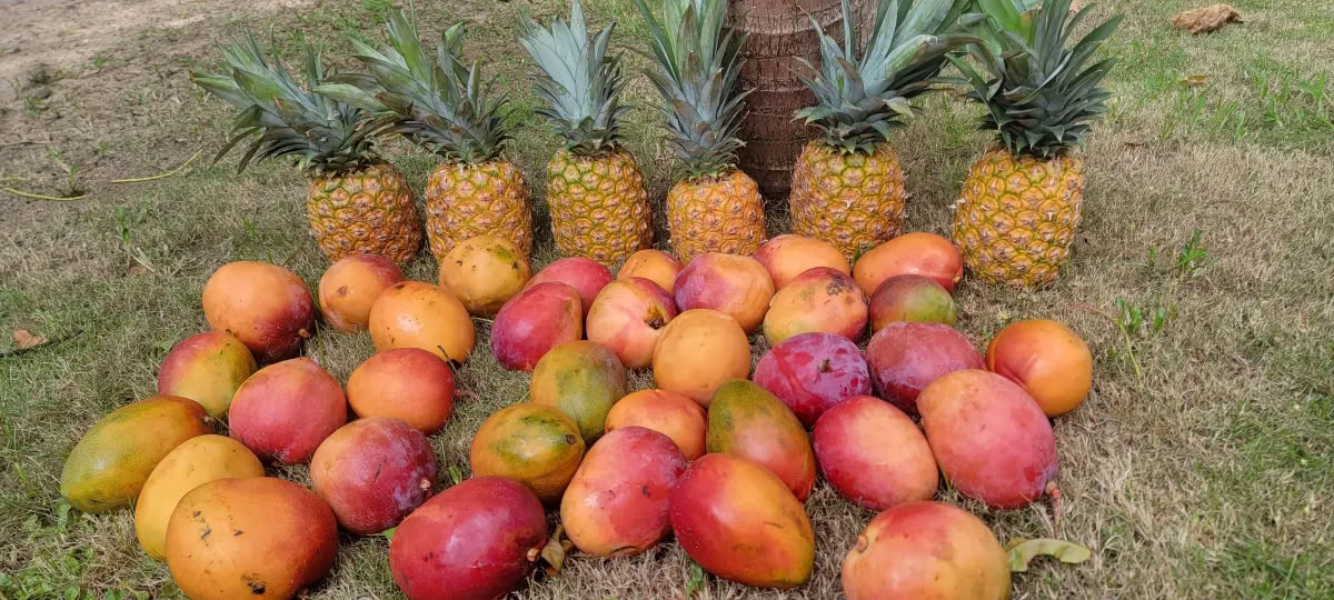 Return To Paradise wellness retreat