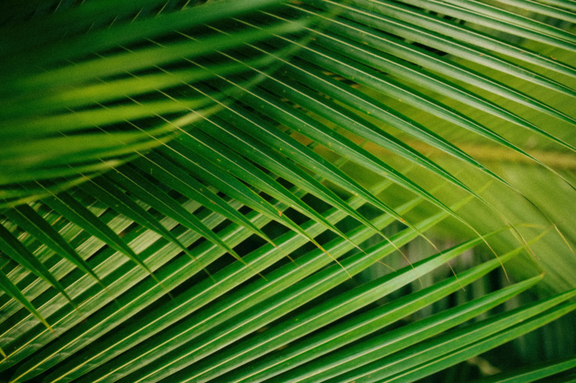 Ayahuasca Workshops