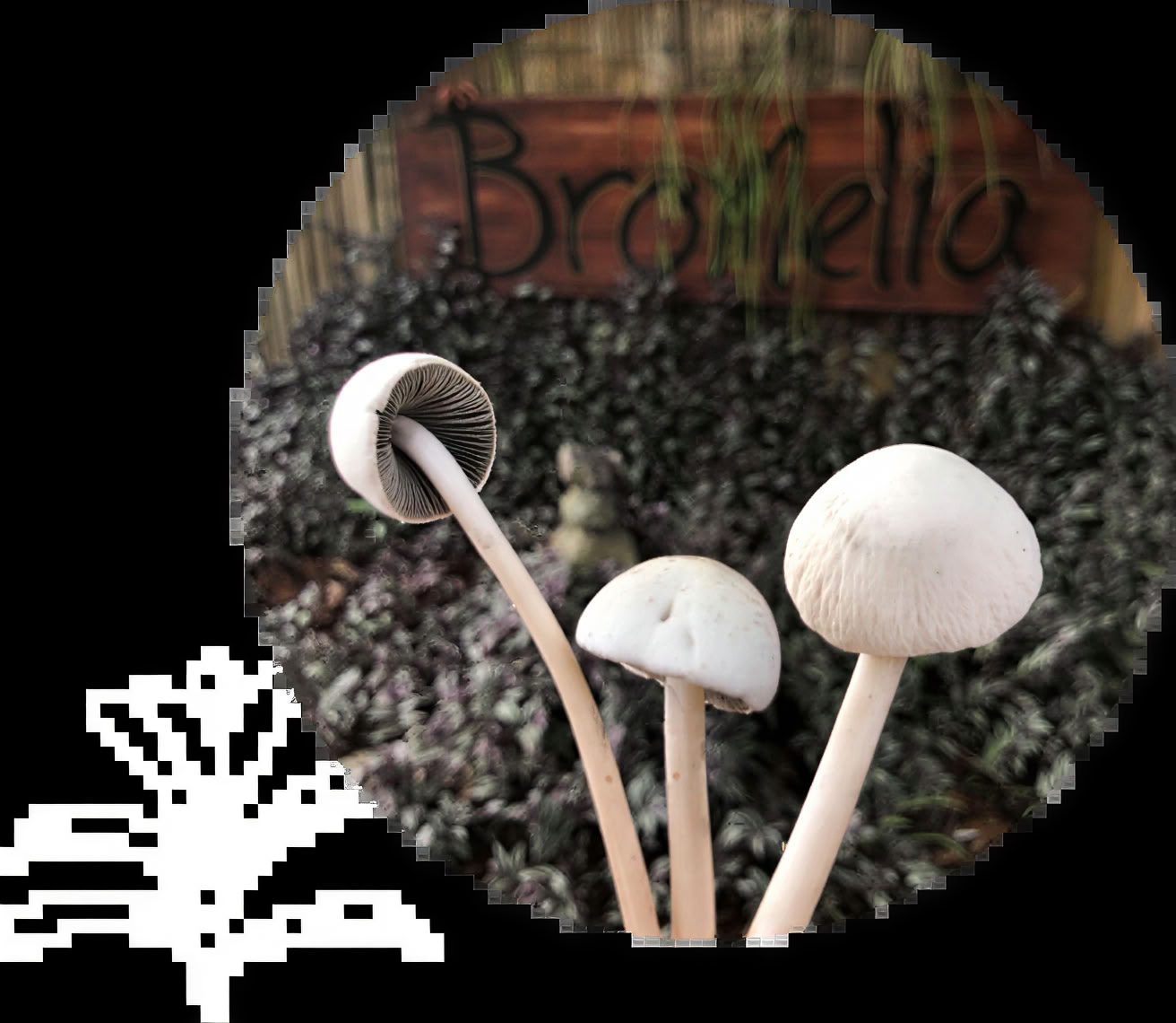 Psilocybin Mushroom Ceremonies