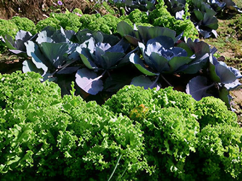 Yoga Colon Cleanse Program