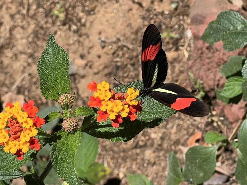 Plant Ceremony Retreat – 2026 August