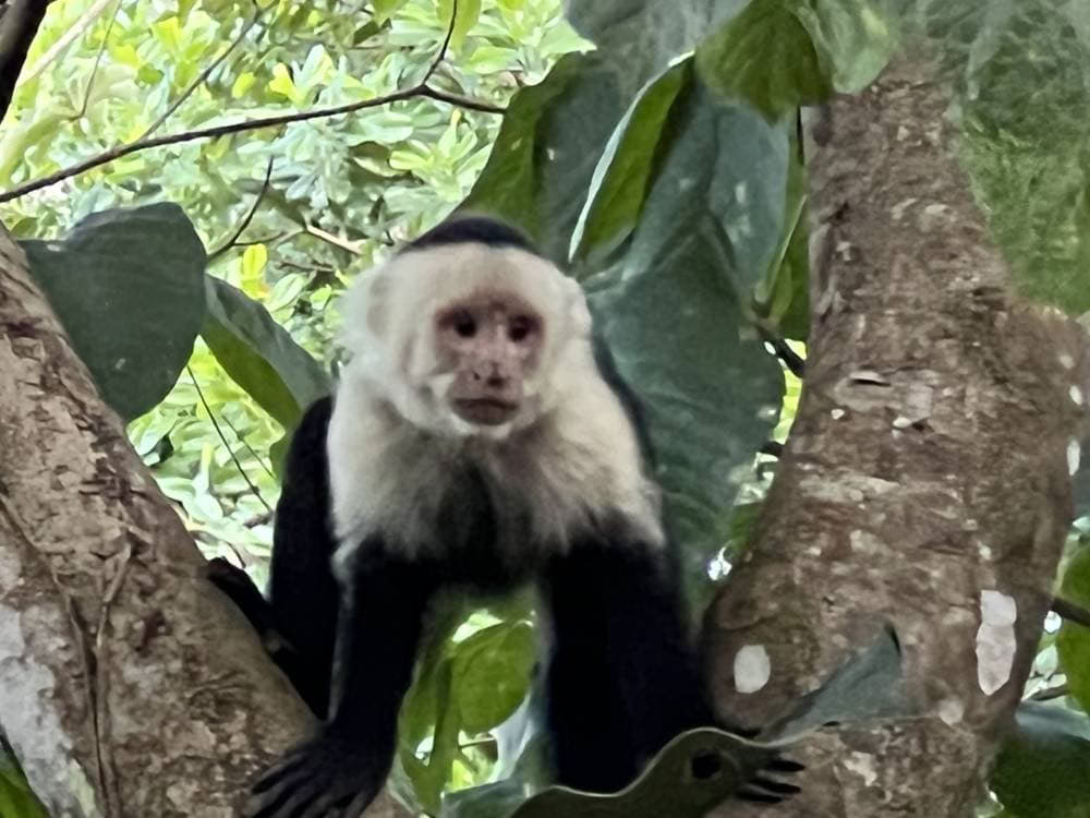 Costa Rican Spiritual Ayahuasca Retreat