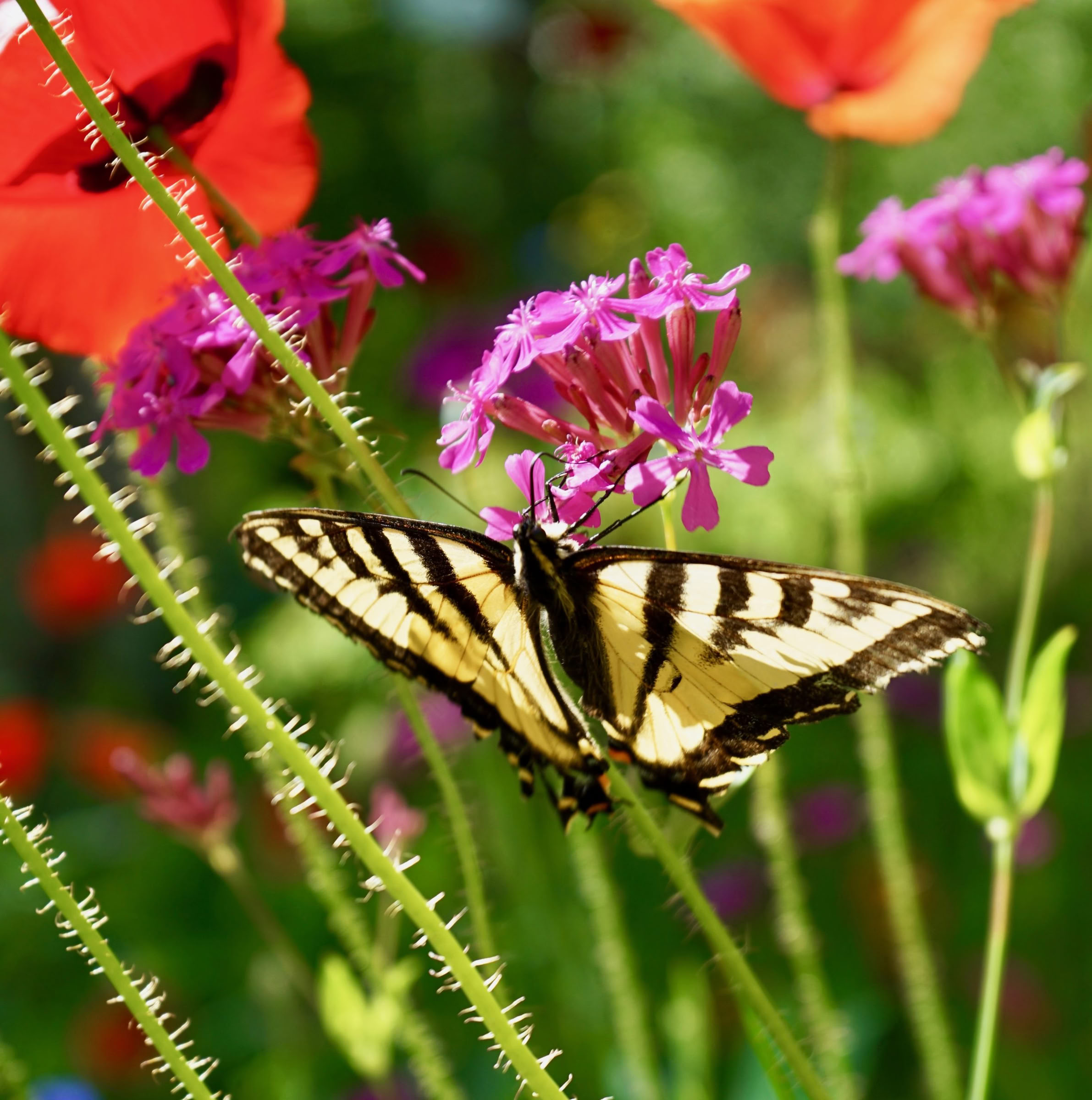Yoga & Nature Retreat with Jacqui Fownes