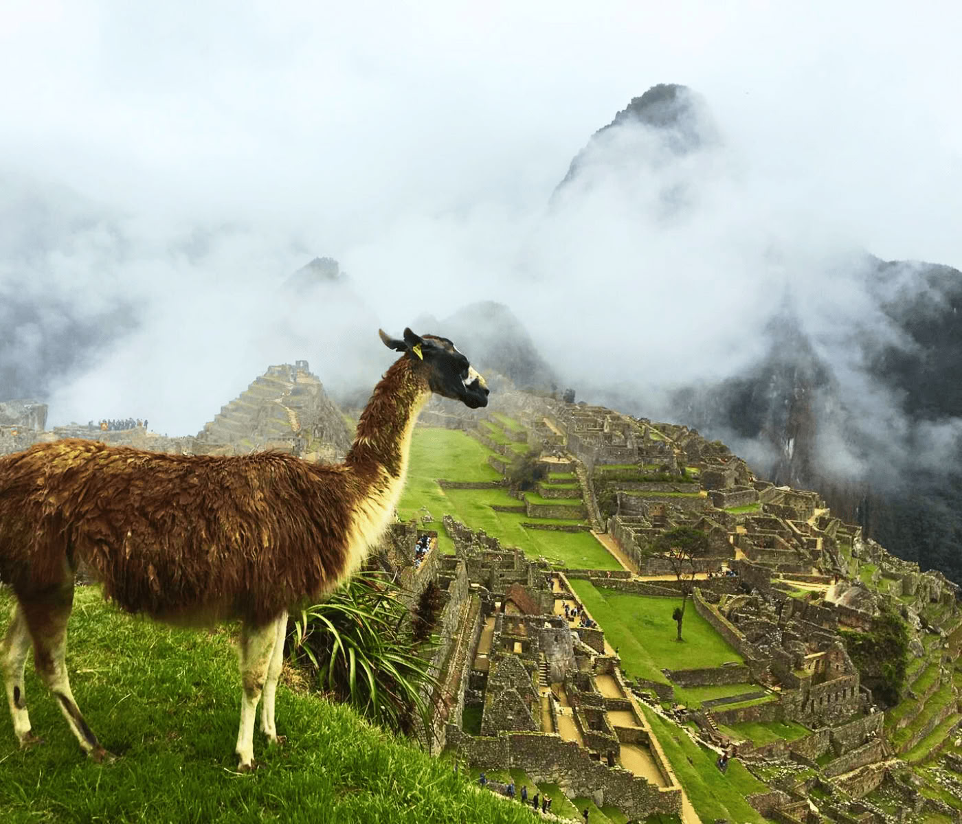 7 days Ayahuasca Retreat + Machupicchu