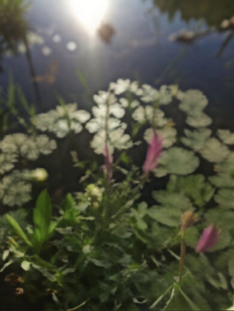 7 Day Ayurveda & Yoga Healing Immersive Nature Retreat
