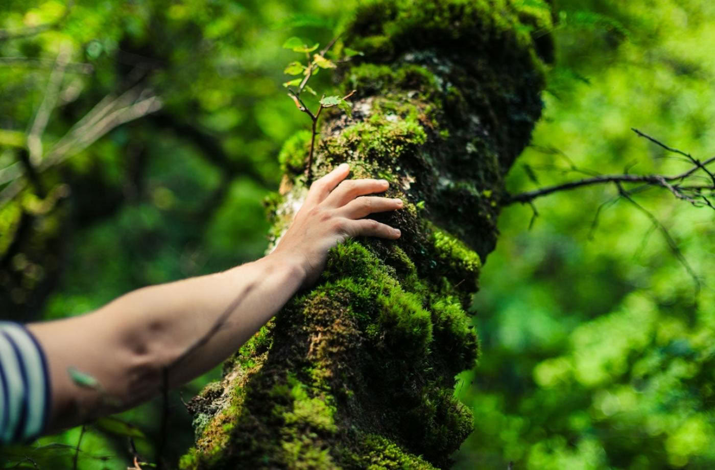 The Land Is Medicine