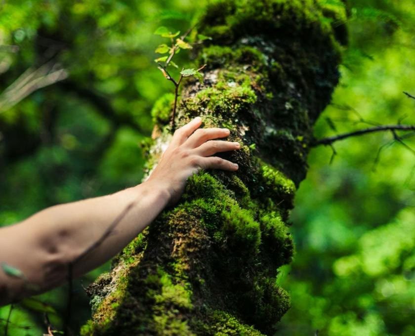 The Land Is Medicine