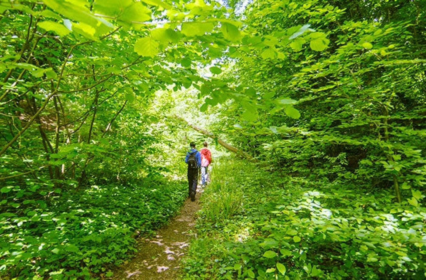 Mindful Outdoor Guide Certification, Level 1 Forest Community