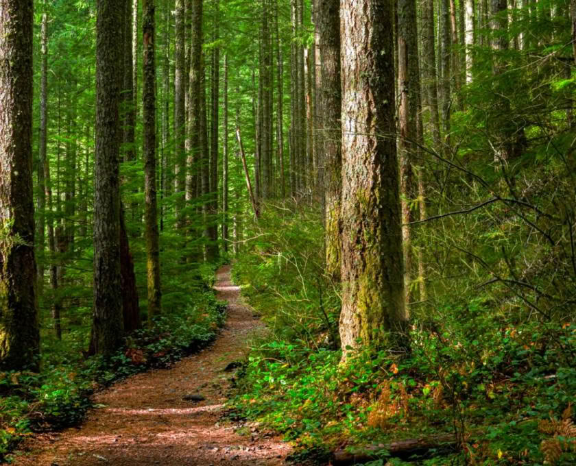 Mindful Outdoor Guide Certification, Level 1 Forest Community