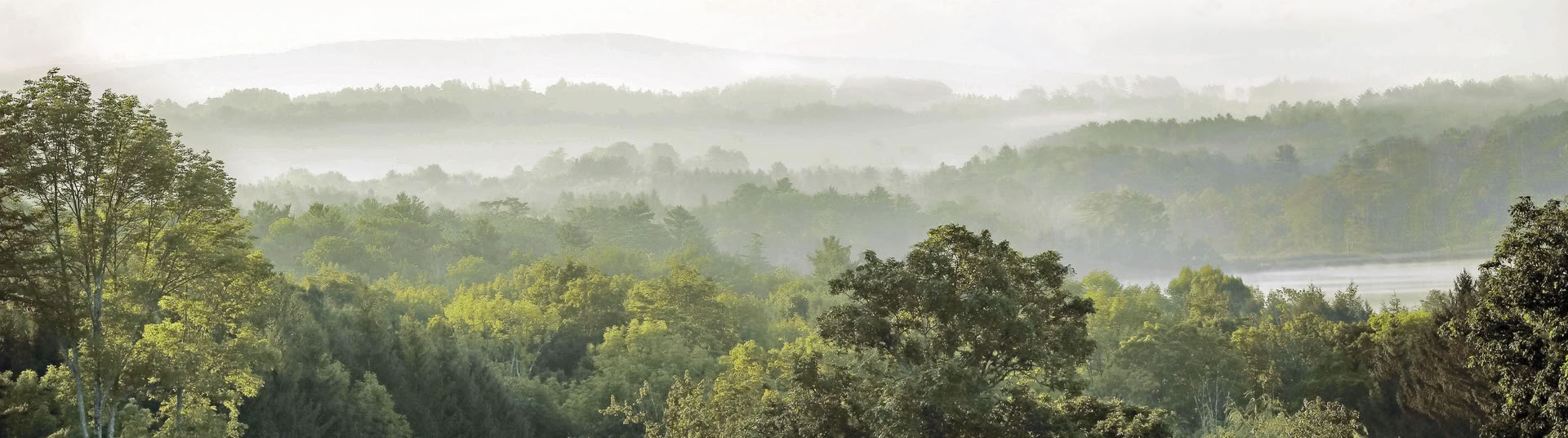 Mindful Outdoor Guide Certification, Level 1 Forest Community