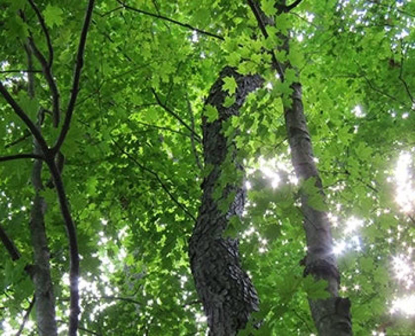 Mindful Outdoor Guide Certification, Level 1 Forest Community