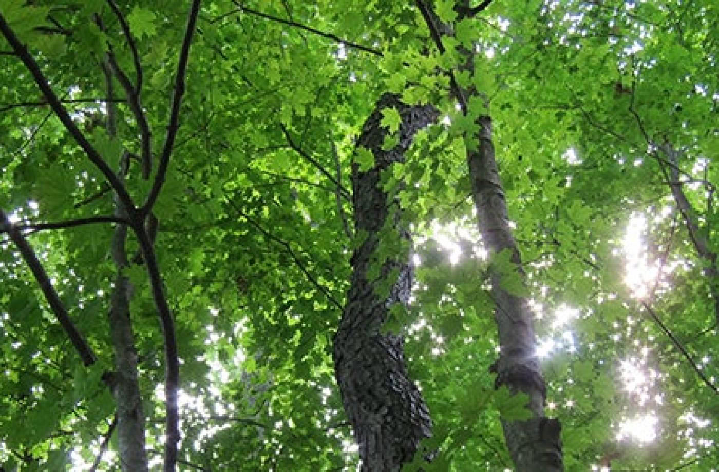 Mindful Outdoor Guide Certification, Level 2 Aligning with Nature