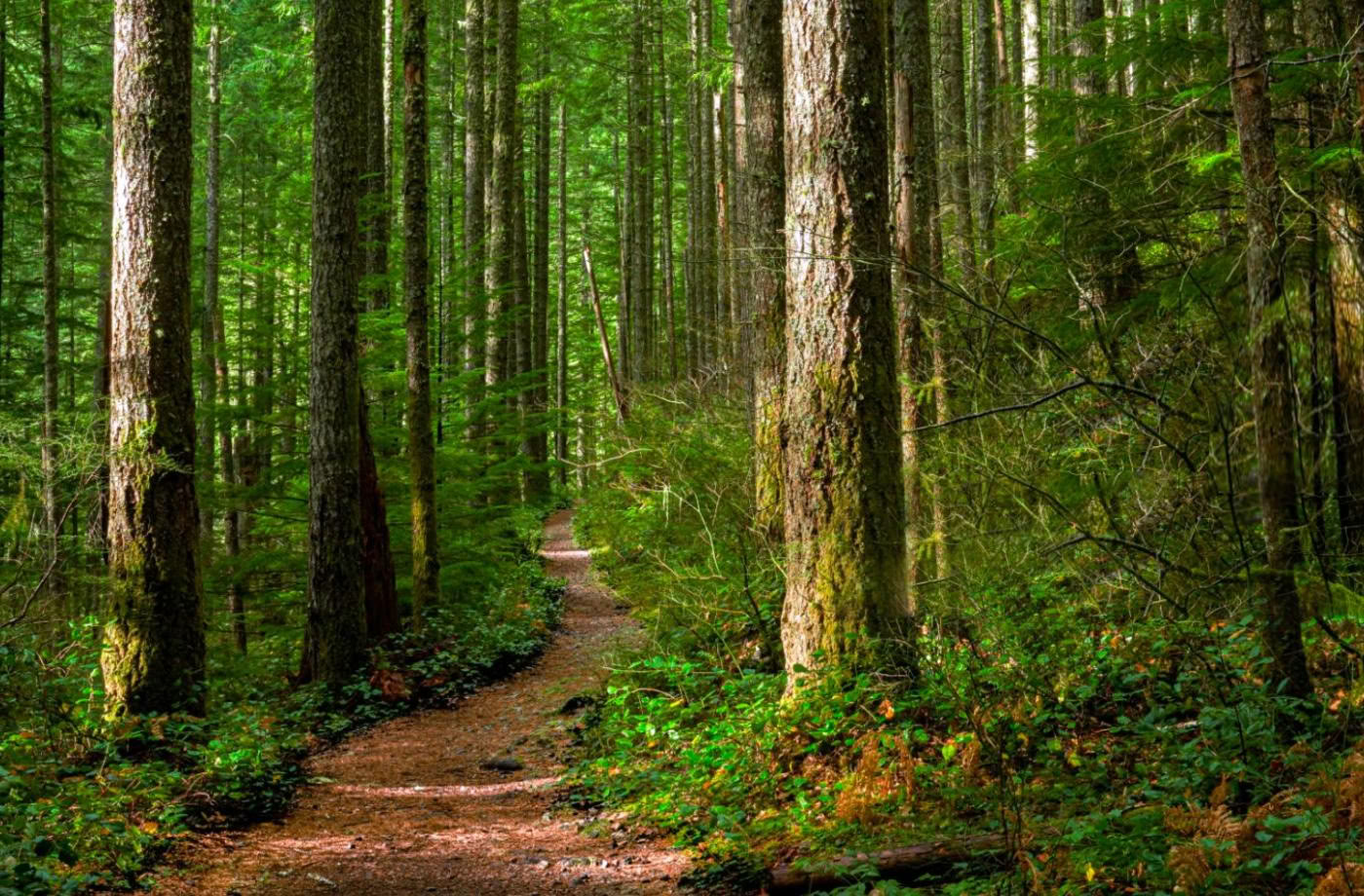 Mindful Outdoor Guide Certification, Level 2 Aligning with Nature