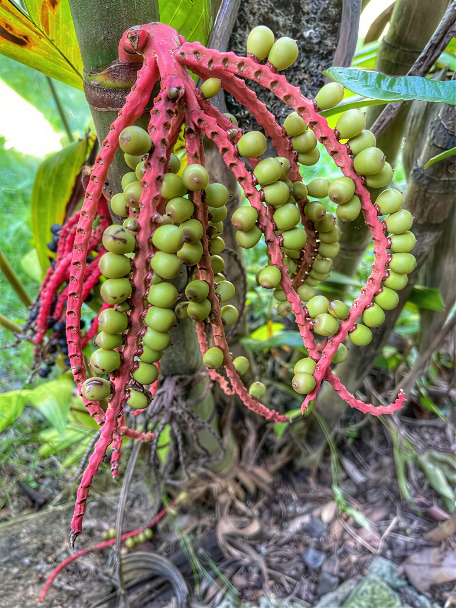 Sacred Garden Nursery Tour