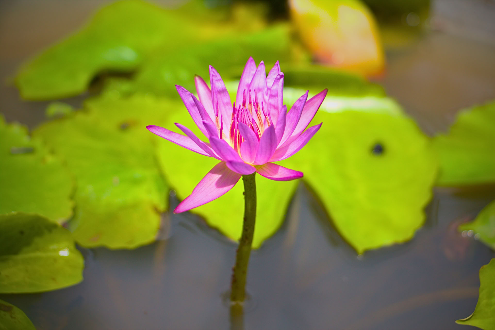 7 Day Nervous System Reset, Yoga & Meditation Retreat, Sri Lanka