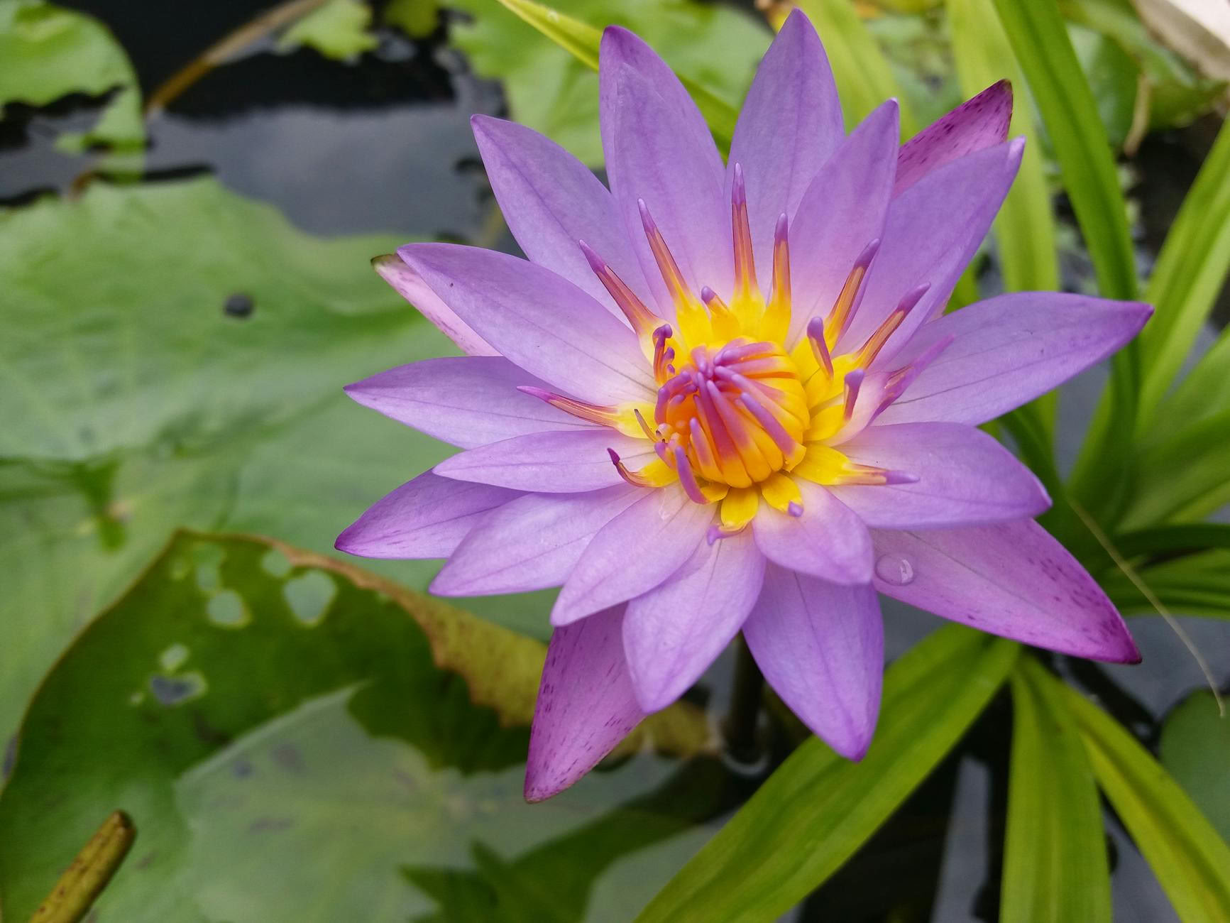 10 Day Indigenous Healing Retreat with Ayurveda and Yoga