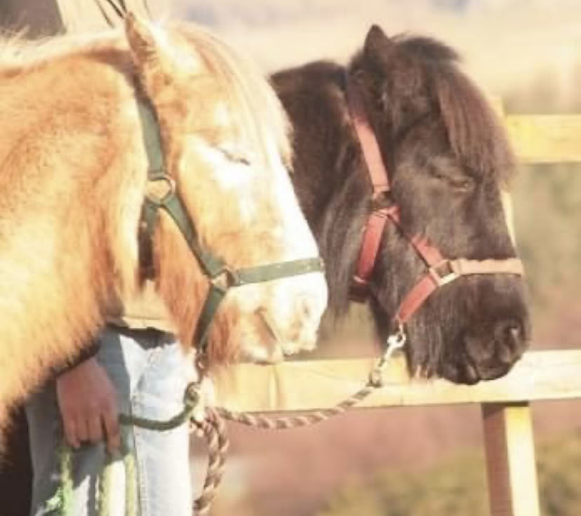 Equine Meditation