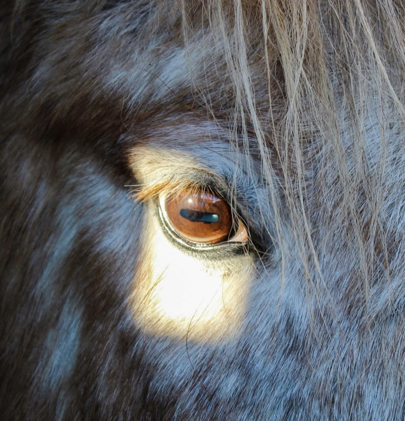 Equine Assisted Therapeutic Coaching