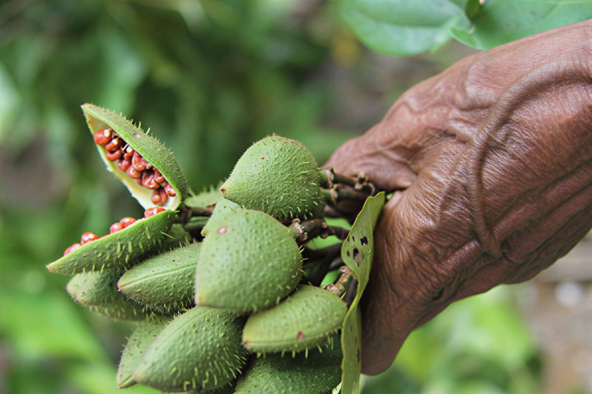 July 3 – 13, 2026 | Osa Peninsula, Costa Rica