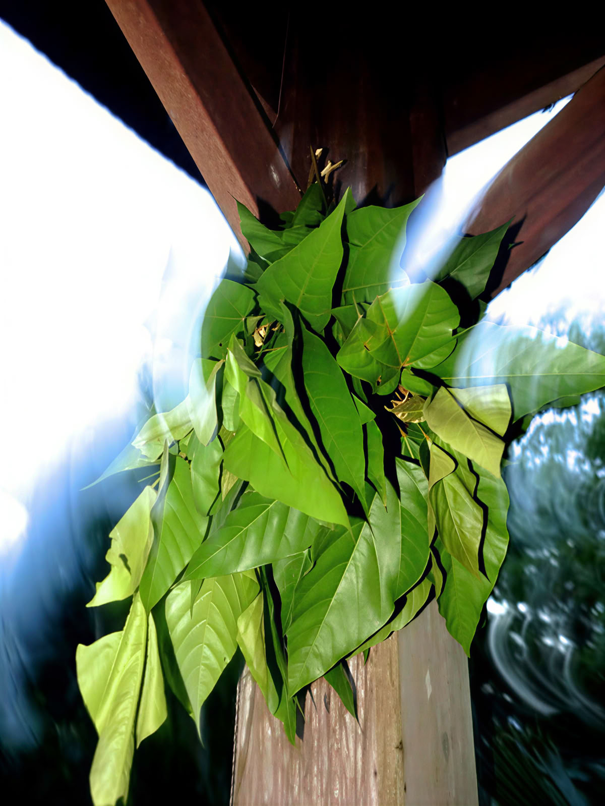 July 3 – 13, 2026 | Osa Peninsula, Costa Rica