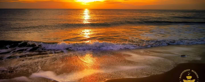 Jan 24-31, 2027 at Ocean Forest Ecolodge