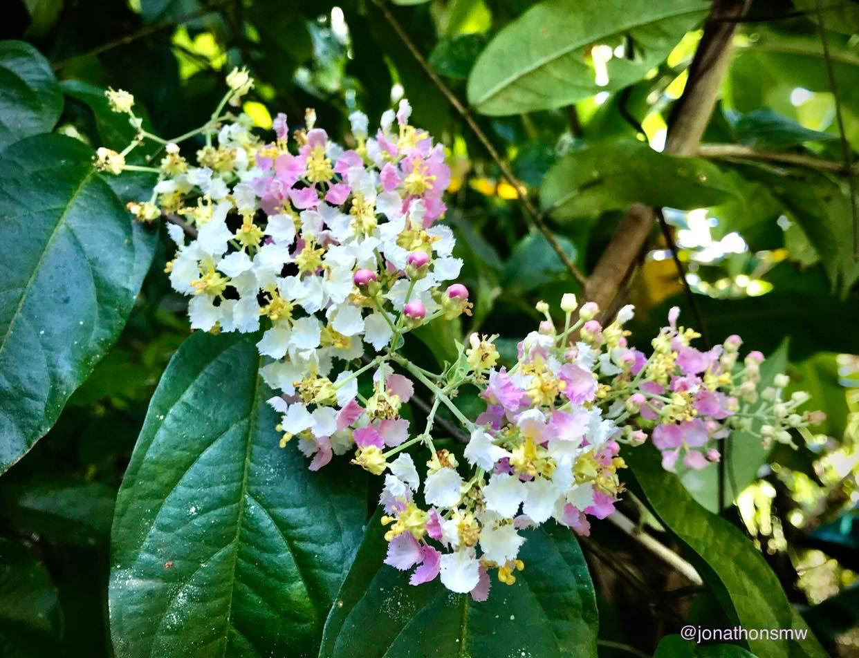 February 2– 7, 2027 | Costa Rica Cocoterra rainforest camping experience