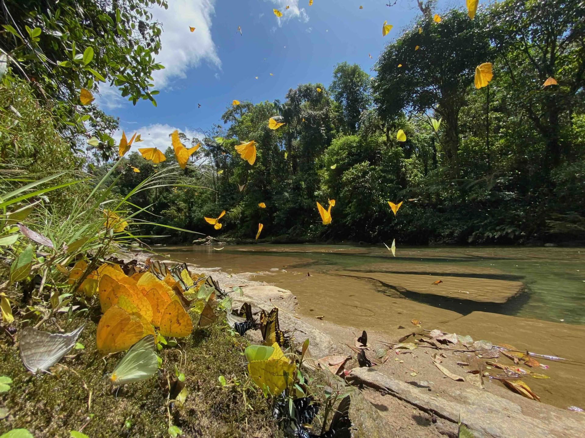 November 20-29, 2026 Napo-Galeras Wilderness, Ecuadorian Amazon