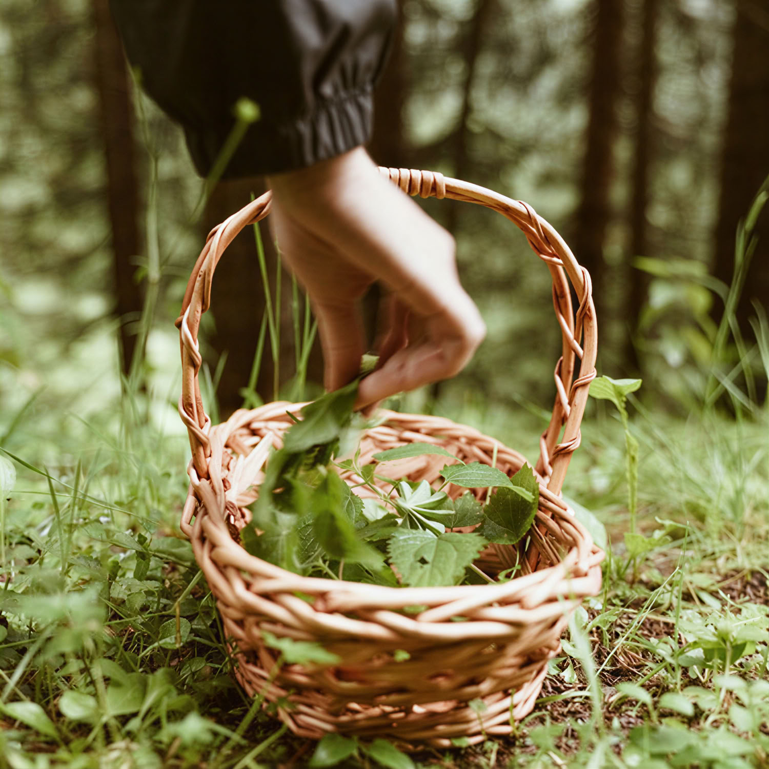 Detox Days & Fasting-Mimicking Diet (FMD)