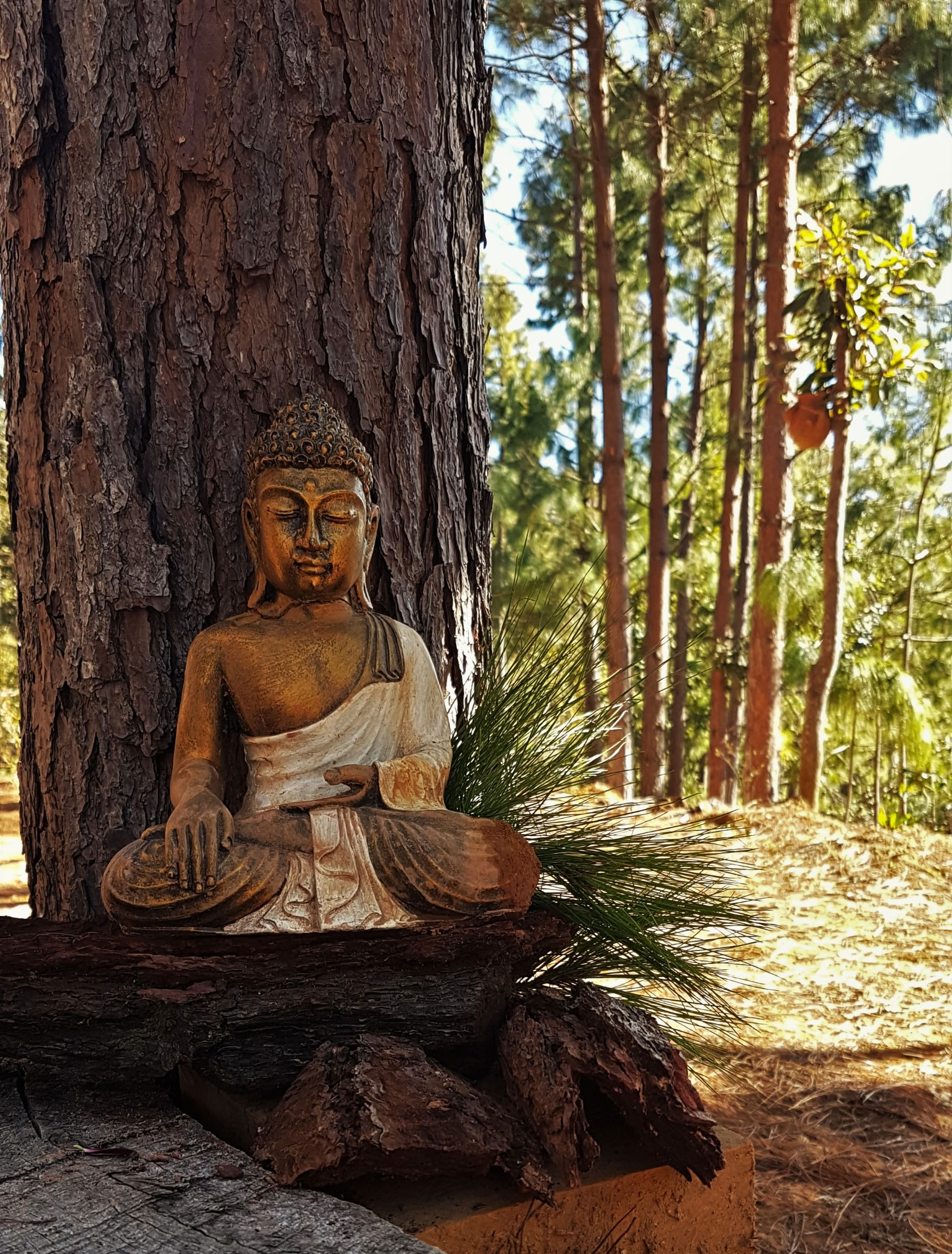 10 Day Hridaya Silent Meditation Retreat