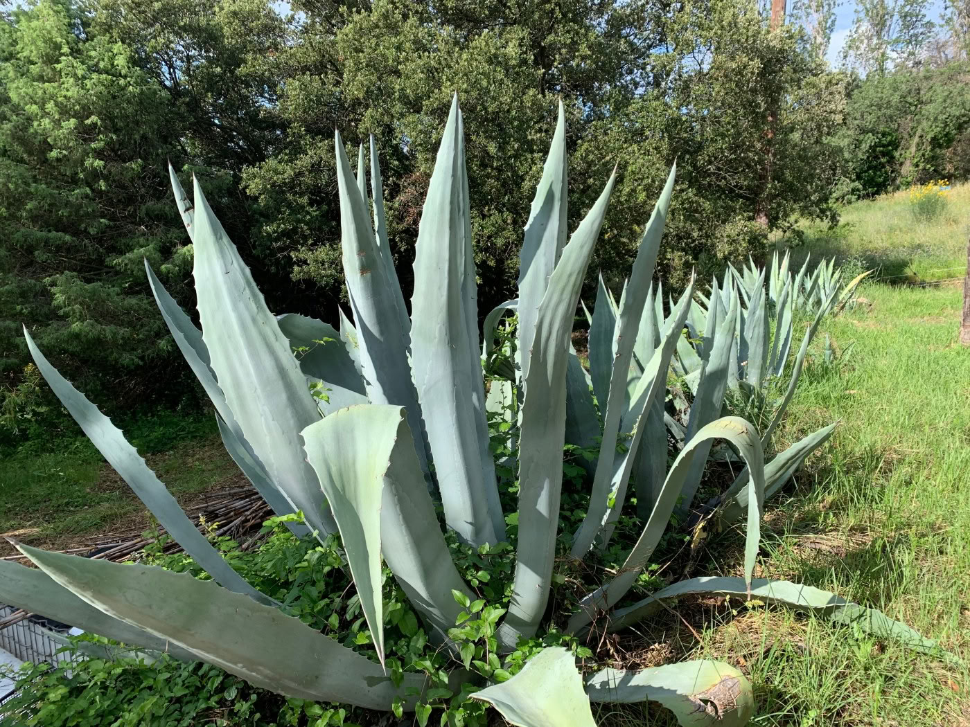 DETOX retreat