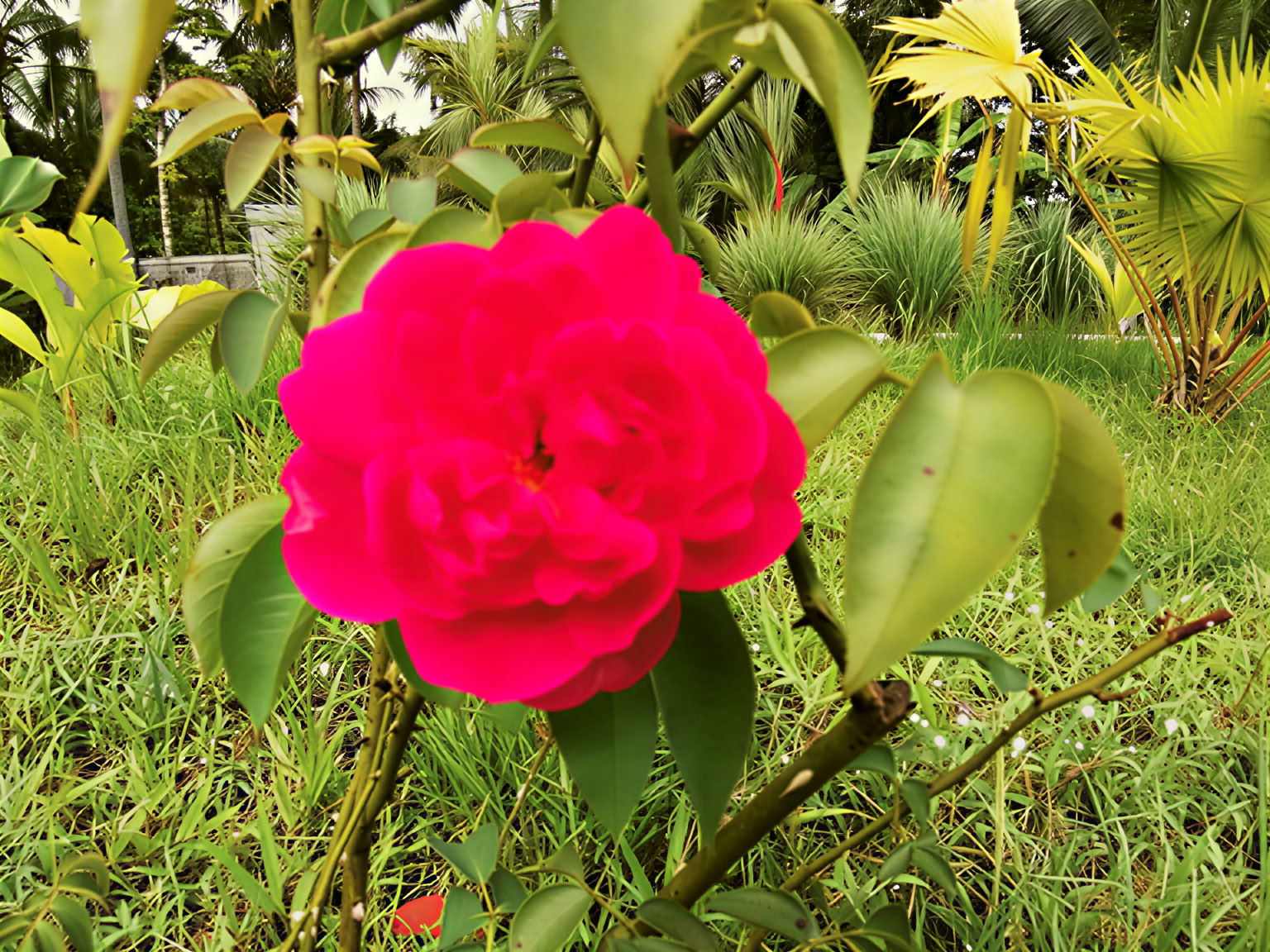 Chakra Enlightenment Package