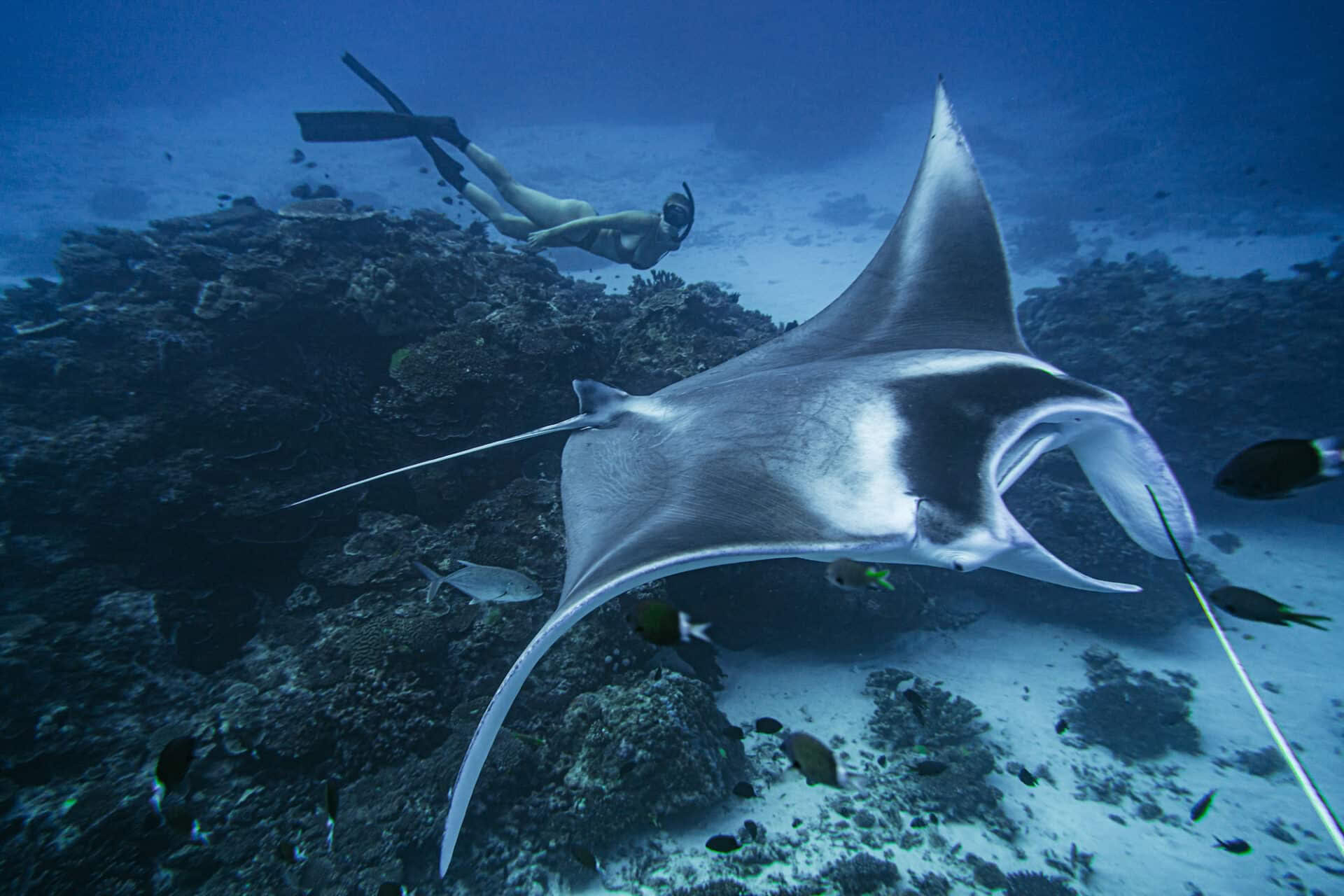 Lady Elliot Island Freediving & Breathless Instructors Only