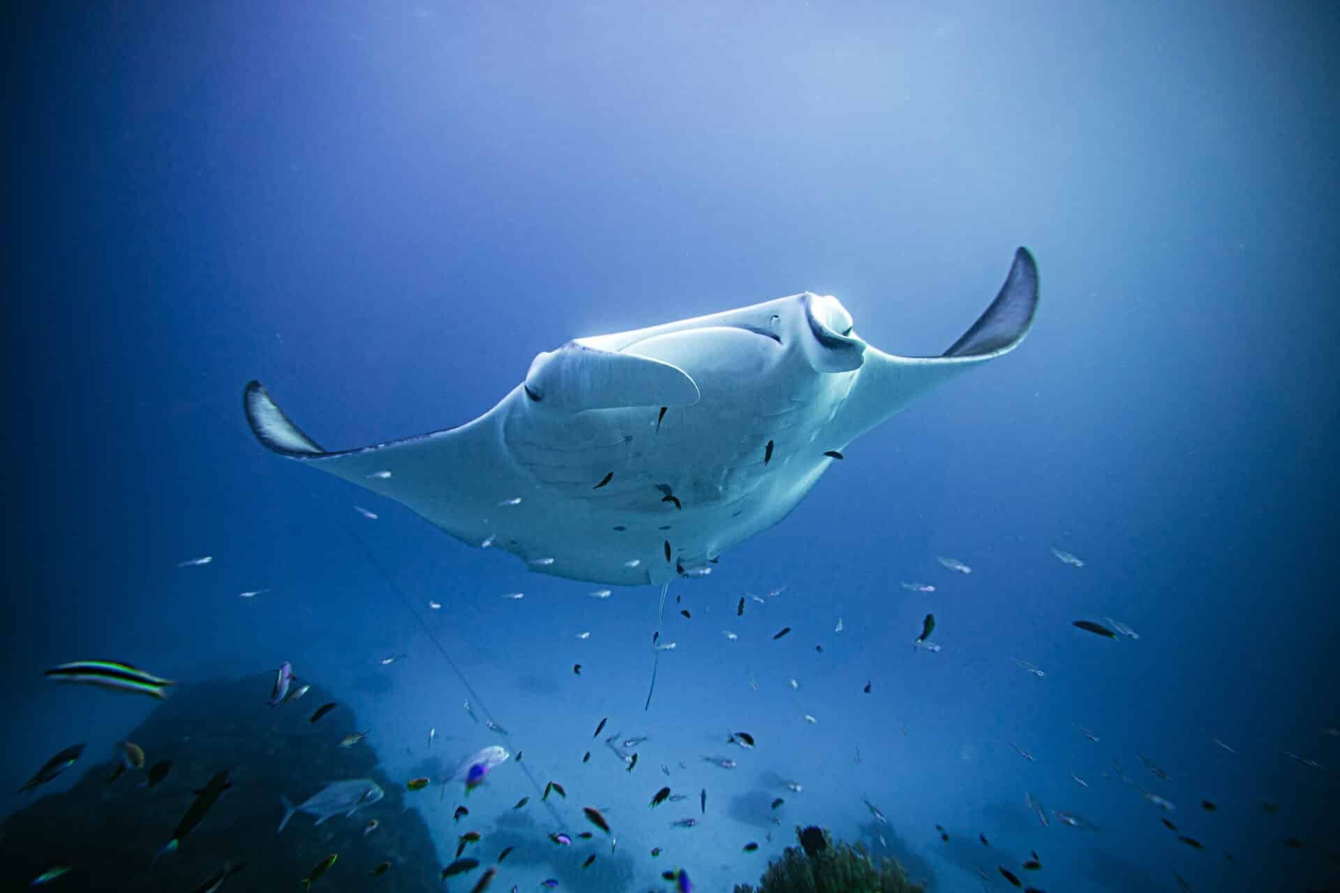 Lady Elliot Island Freediving & Breathless Invite Only